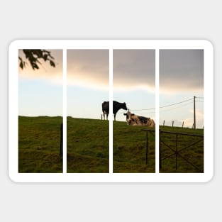 Two cows on the hill at sunset after a shower. Backlight. Sticker